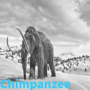Chimpanzee