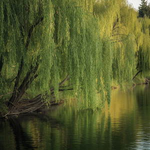 Willow Reflections by IslaVerne