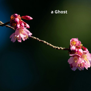 a Ghost by Cestorne