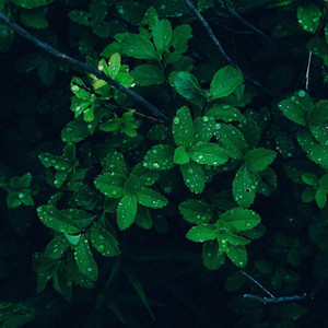 Winter Rain