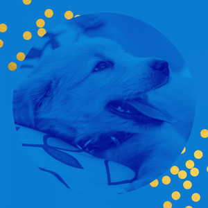 Music for Dogs at Home Alone - Bossanova album