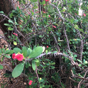 thorns