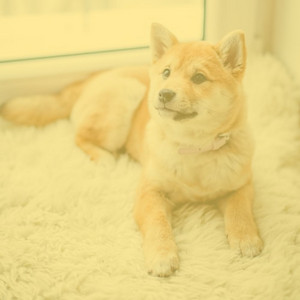 Quartet Jazz - Ambiance for Running Dog album