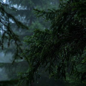 Rain Through the Trees by Silenced