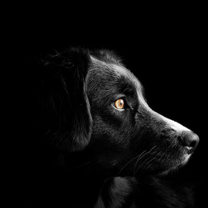 Sr.beats - puppy, Dog