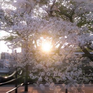 夏之庭 ～ Garden of Summer by 春野杉卉