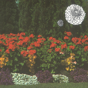 Annual Flowers In Color cover