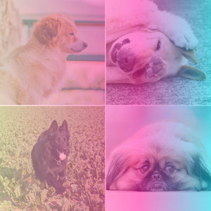Echoes of Cutest Pups album