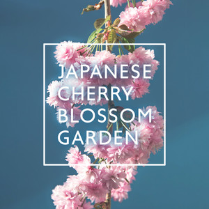 Japanese Cherry Blossom Garden: Asian Flute Music for Yoga, Reiki and Chakra Cleansing album