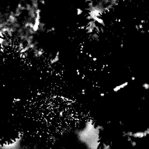Picea by Softable