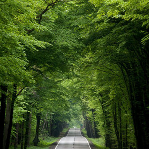 Greenworld music - Andu Gomokai