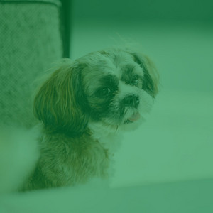 Feelings for Doggy Walking album