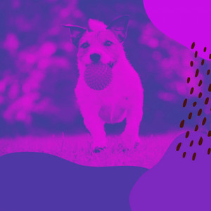 Warm Music for Cute Doggies - Bossanova album