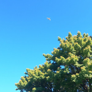 Clear Blue Skies by ACHIKE NKEMDILIM EUCHERIA P1Q