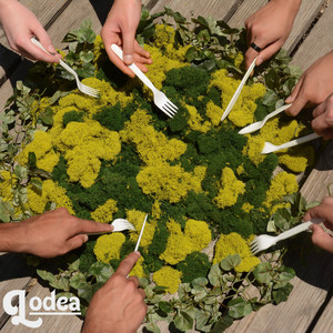 Algae — cover art by Algae