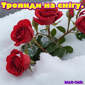 Mad Cat. — Троянди на снігу.