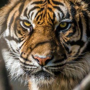 Dih - Tiger