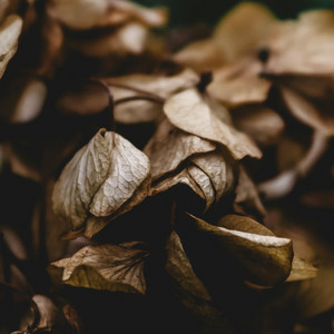 Autumn by Dean Merrick