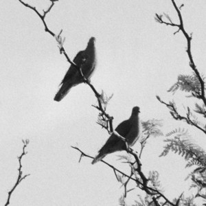 Silver Dove
