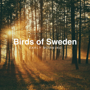 Spring Birds in the Forest by Birds of Sweden