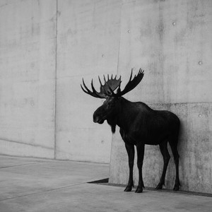 Tabarnak Canada by Paage