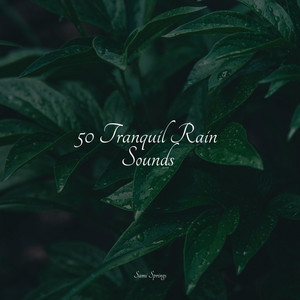 50 Tranquil Rain Sounds album