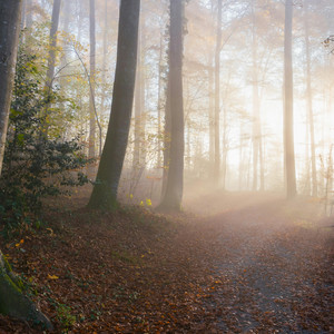 Autumn Fog by Pure Golden Lounge