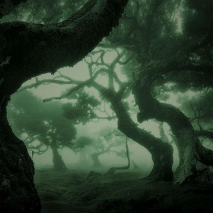 Darkwood by Fancy