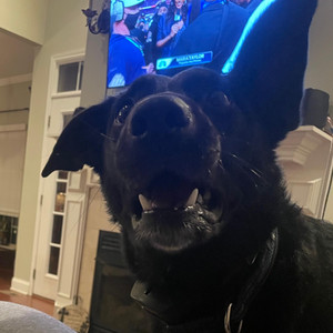 buffalo buffalo. - Thanksgiving Blues