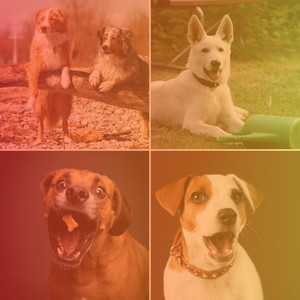 Ambiance for Dog Relaxation Sessions album