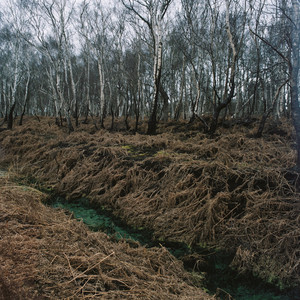 Portada de Horses