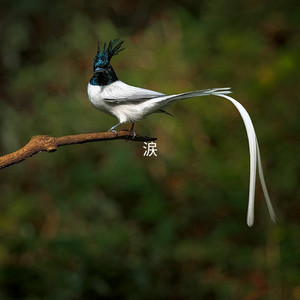 涙