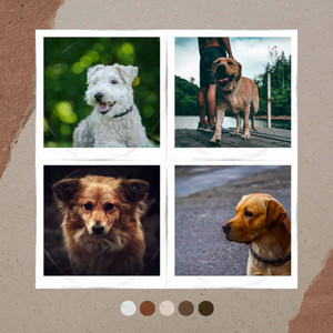 Backdrop for Sweet Pups - Inspired Trumpet, Electric Piano, Alto Sax and Soprano Sax album