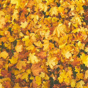 Leaf by Nikita Kondrashev