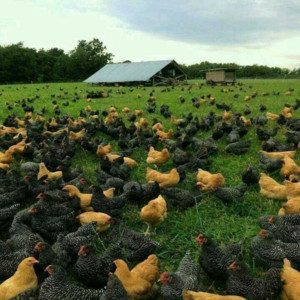 Kamu Lucu by Pak Coys