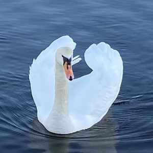 In the Swan's Quiet Presence by Anne-Gry Blikom