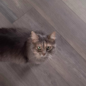 xRAEvRAEx - my mouse disappeared from my computer and i almost lost the file and i could not reopen the file or mix it or alter it in any way from its current form because i can only afford to produce music with the trial version of fl studio