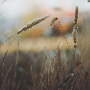 Golden Groove by DJ Otto Frost