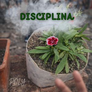 Disciplina by POLY