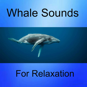 Whale Sounds Relaxation poster