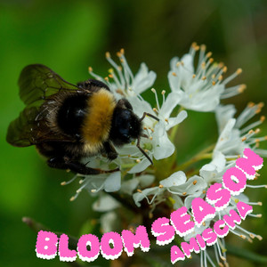 Bloom Season by Amischa