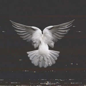 اليمامة by Wegz