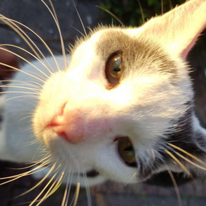 ewshem - Minecraft Sickhunt