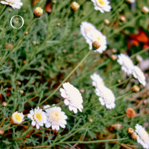 Blossom by gldnbeats., Ludwig del Pino, Chill Phos