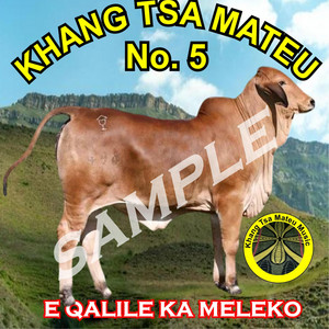 PHAFA (LESHOLU) by Khangtsa Mateu Music