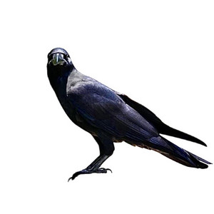 As the Crow Flies by Stoneside.
