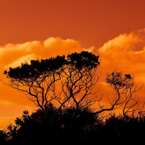 Comfortably Orange by PJ Harkins