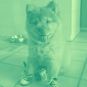 Quintet Jazz - Music for Yearning Pups album