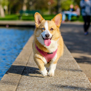 Harmonic Chill Waters: Bird Calls for Serene Dog Moments