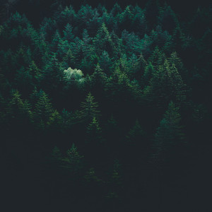 The Wind Forest by Up in the Clouds